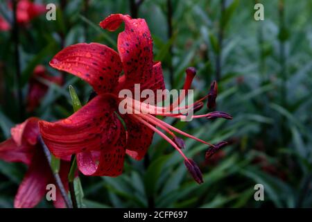 Wunderschöne schöne Blume von roten lilly mit schwarzen Flecken und Lange Staubblätter gegen grünes Laub Stockfoto