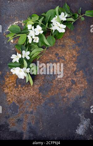 Kreative Draufsicht apple tree blühenden Blumen brunch Rahmen auf Tausendjährigen rosa Hintergrund mit Kopie Raum im minimalistischen Stil, Vorlage für Beschriftungen, Tex Stockfoto