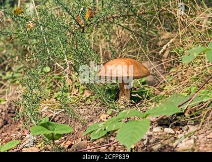 Braune Birke Bolete Pilz, leccinum scabrum, wächst auf Waldboden im Gras unter anderem Sträucher. Stockfoto