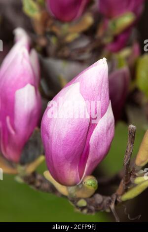 Blühende Magnolien, Berlin, Deutschland Stockfoto