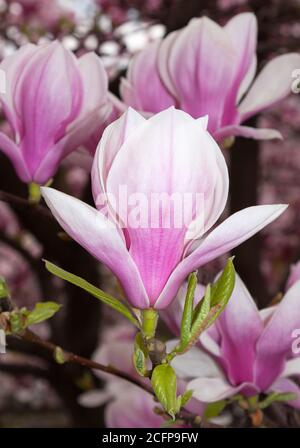 Blühende Magnolien, Berlin, Deutschland Stockfoto