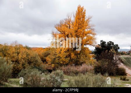 Sammlung von schönen bunten Herbstbäumen, grün, gelb, orange, rot Stockfoto
