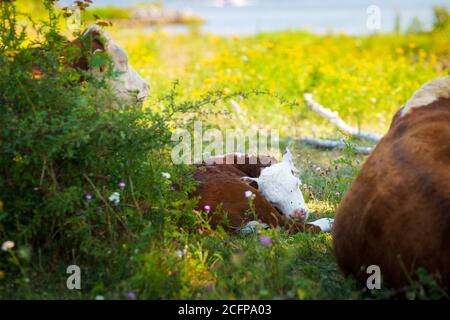 Junge Brwon entdeckte Kühe in den Auen eines niederländischen Flusses. Es ist früh am Morgen an einem sonnigen Tag in der Sommersaison. Stockfoto