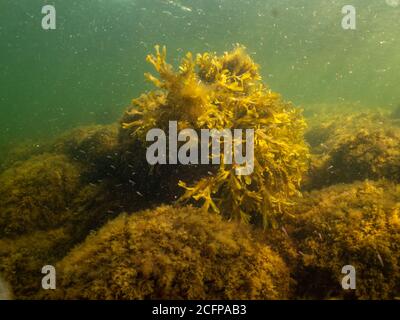 Eine gesunde Meereslandschaft aus dem Sound Malmo Schweden. Algen und grünes kaltes Wasser. Viele kleine Fische im Hintergrund Stockfoto