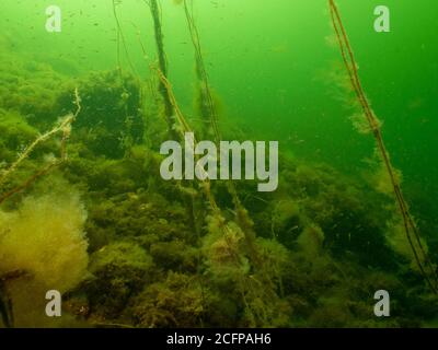 Eine gesunde Meereslandschaft aus dem Sound Malmo Schweden. Algen und grünes kaltes Wasser. Viele kleine Fische im Hintergrund Stockfoto