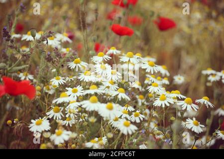 Wilde KamillenGänseblümchen auf einer Heuwiese in Guildford, Surrey, Großbritannien Stockfoto