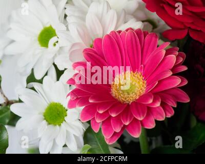 Farbenfrohe Nahaufnahme der Gänseblümchen rosa und weiß Stockfoto