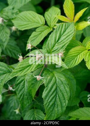 Nahaufnahme der Himbeerpflanze mit beginnenden Himbeeren Aber nicht reifen Stockfoto