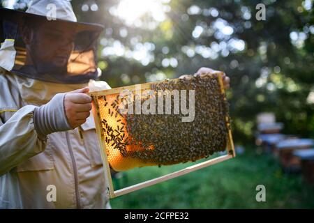 Portrait des Menschen Imker hält Wabenrahmen voll von Bienen in Bienenhaus. Stockfoto