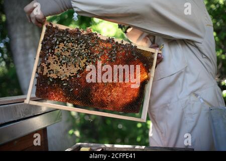 Mann Imker hält Wabenrahmen voll von Bienen im Bienenhaus. Stockfoto