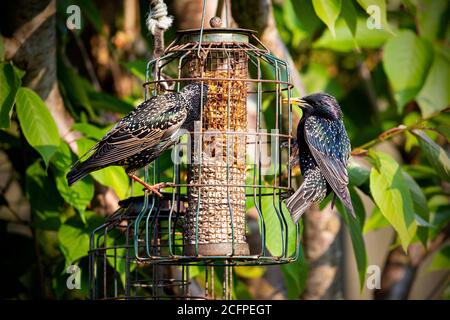 Stare essen von einem Vogelfutterhaus Stockfoto