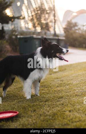 Vertikale Aufnahme eines entzückenden Border Collie in einem Park Stockfoto