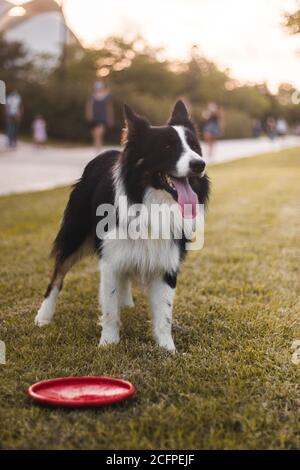 Vertikale Aufnahme eines entzückenden Border Collie in einem Park Stockfoto