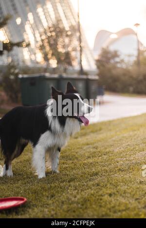 Vertikale Aufnahme eines entzückenden Border Collie in einem Park Stockfoto