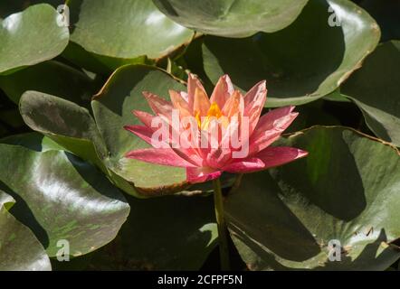 Wanvisa - Seerose (Nymphaea Wanvisa) im botanischen Garten von Malaga, spanien. Stockfoto