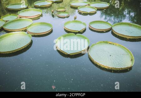Santa Cruz Seerose, Wasserplatten in einem Teich im Botanischen Garten von Malaga, La Concepción, Costa del sol, Andalusien, Spanien. Stockfoto