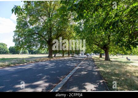 EINE Allee von Horse Chestnut Bäumen im Sommer, Ealing Common, London Stockfoto