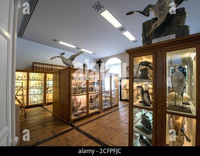 Naturmuseum Ausstellung im Kloster Admont, Österreich Stockfoto