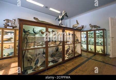 Naturmuseum Ausstellung im Kloster Admont, Österreich Stockfoto