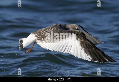 sabines Möwe (Xema sabini), Erstwinter sabines Möwe fliegt vor der Küste, Seitenansicht, Dänemark Stockfoto