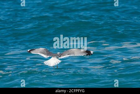 Russische Möwe (Larus canus heinei, Larus heinei), Erwachsene Landung auf dem Wasser, mit oberen Flügeln, Israel Stockfoto