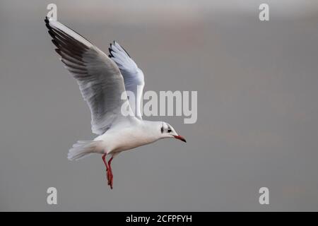 Schwarzkopfmöwe (Larus ridibundus, Chroicocephalus ridibundus), im Flug, Italien, Marina di Vecchiano Stockfoto