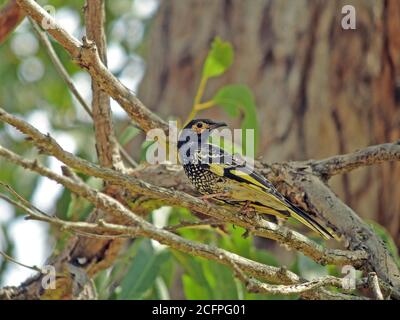 Regent Honeyeater (Xanthomyza phrygia, Anthochaera phrygia), ein vom Aussterben bedrohte Vogel endemisch in Südost-Australien, gilt als Flaggschiff Stockfoto