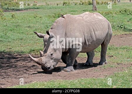 Nördliches Weißnashorn, nördliches Vierlippnashorn, nördliches Grasnashorn (Ceratotherium simum cottoni, Ceratotherium cottoni), Wandern Stockfoto