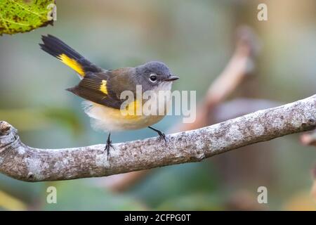 Amerikanischer Rotstarter (Setophaga ruticilla), unreifer Rüde, der auf einem Ast thront, Portugal, Azoren, Corvo Stockfoto