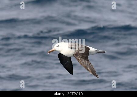 Schwarzbrauenalbatros (Thalassarche melanophris, Diomedea melanophris), ältere unreife Schwarzbrauenalbatros, die über dem Atlantik fliegen, Stockfoto