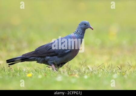 Trocaz Taube (Columba trocaz), im Gras gelegen, Madeira Stockfoto