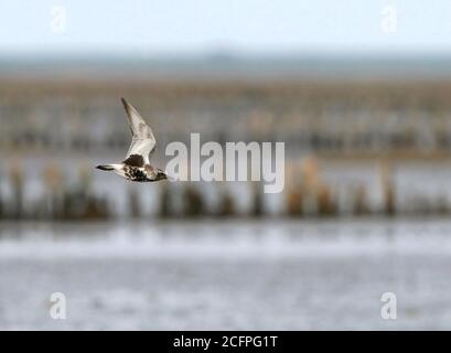 Graupflüger (Pluvialis squatarola), Erwachsener im Flug über das wattenmeer, Dänemark Stockfoto