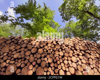 Holzstapel aus Nadelholz vor der Laubwaldlandschaft, Deutschland Stockfoto