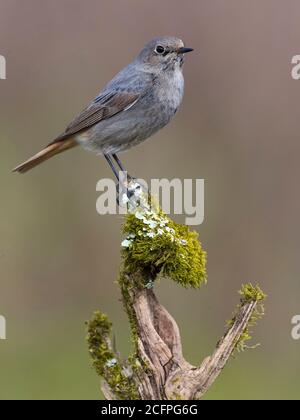 Gibraltar schwarzer Rottanz (Phoenicurus ochruros gibraltariensis, Phoenicurus gibraltariensis), Weibchen im Winter, Italien, Stagno di Peretola Stockfoto