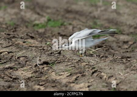 Möwenschnabelseeschwalbe (Gelochelidon nilotica, Sterna nilotica), drittes Kalenderjahr (zweiter Sommer) Möwenschnabelseeschwalbe, gebändertes Individuum gesehen von der Stockfoto