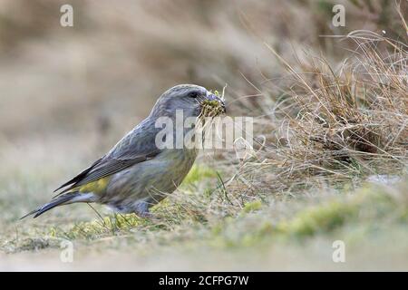 Papageienkreuzschnabel (Loxia pytyopsittacus), Weibliches Zupfinstmaterial auf dem Boden, Niederlande Stockfoto