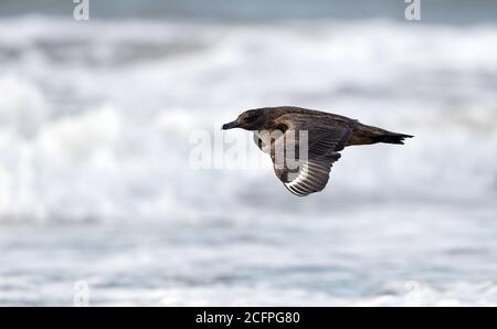 Große skua (Stercorarius skua, Catharacta skua), erste-Winter dunkle Phase fliegen tief über dem Strand, Schweden, Halland, Skummelev Beach Stockfoto