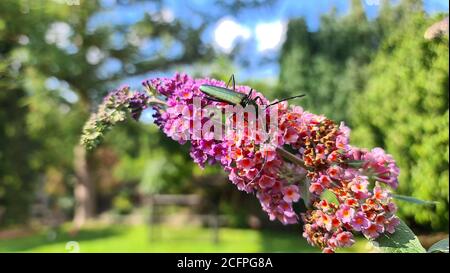 Moschuskäfer (Aromia moschata), sitzend auf Blüten von Schmetterlingsbusch, Deutschland, Nordrhein-Westfalen Stockfoto