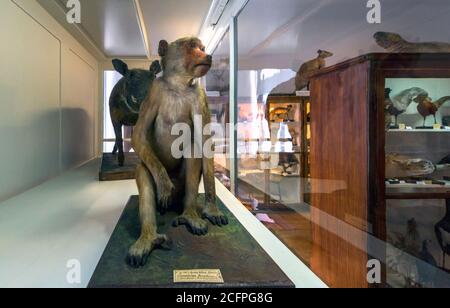 Naturmuseum Ausstellung im Kloster Admont, Österreich Stockfoto