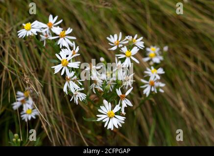 Die See- oder Seashore-Aster ist auf Salzwiesen und Flussmündungen Europas und Nordafrikas beschränkt. Sie blühen bis in den Herbst hinein und sind eine wertvolle Quelle Stockfoto