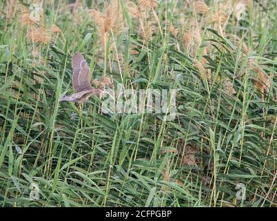 Schwarzkronenreiher (Nycticorax nycticorax), zweites Kalenderjahr Schwarzkronenreiher, der über dem Küstensumpfgebiet, Zypern, fliegt Stockfoto