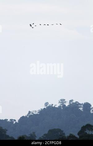 Schlichte Hornvögel (Rhyticeros subruficollis), große Gruppe von schlichten Hornvögel, die in der Abenddämmerung fliegen, Malaysia, Temenggor Stockfoto