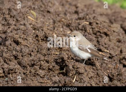 Halbhalsiger Fliegenfänger (Ficedula semitorquata), weiblich sitzend, Europa Stockfoto