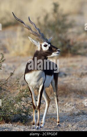 Schwarzbock (Antilope cervicapra), männliche Stände in Lebensraum, Indien, Tal Chhapar Stockfoto