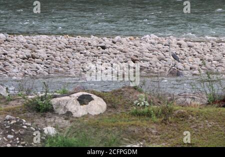 kaiserreiher, Weißbauchreiher, Großbauchreiher (Ardea insignis, Ardea imperialis), vom Aussterben bedroht Weißbauchreiher stehend Stockfoto