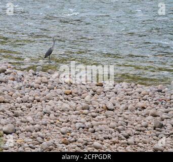 kaiserreiher, Weißbauchreiher, Großbauchreiher (Ardea insignis, Ardea imperialis), vom Aussterben bedroht Weißbauchreiher stehend Stockfoto