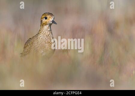 Europäischer Goldpfeiber (Pluvialis apricaria), steht in einer Wiese, Italien Stockfoto