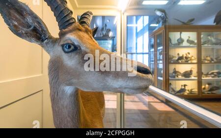 Naturmuseum Ausstellung im Kloster Admont, Österreich Stockfoto