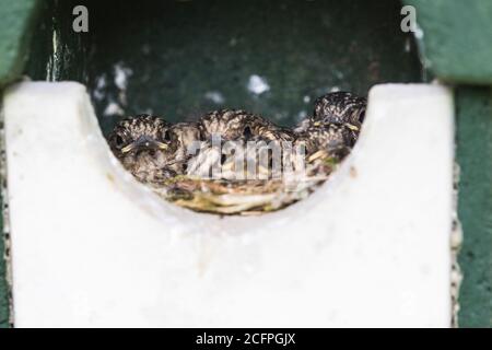 Gefleckte Fliegenfänger (Muscicapa striata), Küken im Nistkasten, Niederlande, Frisia Stockfoto