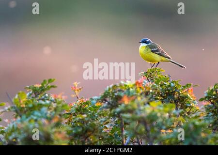 Gelbe Bachstelze, Iberische Bachstelze, Spanischer Bachstelze (Motacilla flava iberiae, Motacilla iberiae), Männchen auf einem Busch, Spanien, Balearen Stockfoto